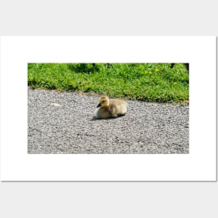 Young Gosling Sitting on The Pavement Posters and Art